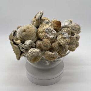 buy albino thrasher mushrooms online, order albino thrasher shrooms, shop albino psilocybin mushrooms, rare magic mushrooms for sale, potent albino mushrooms buy, albino thrasher strain online, where to get albino magic mushrooms, trippy albino shrooms order, high visual mushroom strain buy, albino thrasher capsules online, albino thrasher mushroom trip, psychedelic mushrooms albino thrasher, microdose albino mushrooms online, albino thrasher magic truffles, buy strong magic mushrooms discreetly, albino cubensis thrasher shop, ultra potent magic mushroom strain, albino thrasher mushroom effects, albino thrasher vs golden teacher, albino thrasher trip report, best albino mushroom for visuals, psychedelic mushroom store albino, albino mushroom Canada shop, albino thrasher trippybloom, where to buy albino mushroom online, best strain for tripping, albino thrasher mushroom grow info, albino thrasher vs penis envy, magic mushroom shop usa, magic mushroom effects chart, albino thrasher mushroom experience, albino thrasher mushroom potency, albino thrasher vs albino a+, strongest albino mushroom, therapeutic magic mushrooms online, best albino mushroom trip, buy magic mushrooms with crypto, discreet magic mushroom delivery, albino thrasher for sale Canada, microdose albino thrasher capsules, albino thrasher mushroom powder, albino thrasher mushroom chocolate, albino thrasher mushrooms microdosing, albino mushroom dosage guide, best dosage albino mushroom, albino mushroom visuals, albino thrasher mushroom safety, how to use albino thrasher, how to dose albino mushrooms, what is albino thrasher strain, albino thrasher mushroom info, albino mushroom for creativity, albino thrasher mushroom music trip, albino mushroom bad trip, psilocybin mushroom store, buy white mushrooms psychedelics, albino mushrooms trip playlist, albino mushrooms spiritual guide, albino mushrooms integration tips, magic mushrooms decriminalized, albino thrasher legality usa, buy albino trippy mushrooms, magic mushrooms with visuals, albino thrasher mushroom intensity, albino thrasher afterglow, psilocybin mushroom therapy, strongest shrooms 2025, albino mushroom euphoria, psychedelic mushroom delivery, buy psychedelic mushrooms albino, shroom capsule albino thrasher, albino mushroom safe dose, trip planning with albino mushrooms, white psychedelic mushrooms order, albino shroom strength comparison, trippybloom mushroom reviews, trippybloom albino collection, shroom dosage calculator, albino thrasher mushroom guide, albino thrasher strain history, rare cubensis strains, strong mushroom trip products, trip sitter mushroom use, albino mushroom peak effects, albino mushroom for ptsd, mushroom store trippybloom, mushroom trip integration, albino shrooms and music, where to buy albino thrasher online, shroom strain review albino thrasher, albino thrasher mushroom retreat, albino shroom capsules for sale, white magic mushroom online, albino thrasher cultivation kit, albino mushroom grow difficulty, albino mushroom sporeless strain, albino thrasher vs tidal wave, albino thrasher mushroom dosage, rare magic mushrooms Canada, albino thrasher long trip, albino thrasher price list, albino mushroom with visuals, albino thrasher spiritual journey, albino thrasher for anxiety, albino thrasher ego death, trippy bloom albino mushroom order, albino thrasher effects chart, white mushroom trip report, albino shrooms psychedelic therapy, albino thrasher mushrooms discreet shipping, albino thrasher mushroom product page