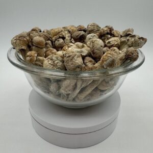 buy albino tidalwave mushrooms online, order albino tidalwave magic mushrooms, shop albino tidalwave psilocybin, albino tidalwave strain for sale, strong hybrid psilocybin mushrooms, rare albino shrooms online, premium albino tidalwave psilocybin, buy albino tidalwave mushrooms tripplebloom, albino tidalwave microdose capsules, albino tidalwave chocolate bar, albino tidalwave trippy shrooms, albino tidalwave mushrooms for therapy, lab tested albino tidalwave mushrooms, buy rare magic mushrooms online, albino tidalwave mushroom potency, albino tidalwave vs penis envy, albino tidalwave mushroom reviews, best albino shrooms online, psilocybin hybrid mushroom buy, albino tidalwave dosage guide, albino tidalwave effects trip, albino tidalwave shroom microdosing, albino tidalwave spiritual use, albino tidalwave mushroom shop, buy albino mushrooms discreetly, rare psilocybin mushrooms online, albino tidalwave mushroom visuals, albino tidalwave mushroom experience report, albino tidalwave trip reddit, albino tidalwave mushroom strength, albino tidalwave mushroom growing kit, albino tidalwave mushroom canada, albino tidalwave mushroom usa, albino tidalwave mushroom uk, albino tidalwave mushroom legal, buy albino mushrooms cryptocurrency, albino tidalwave mushroom capsule order, albino tidalwave mushroom chocolate, albino tidalwave mushroom powder, strongest albino mushrooms for sale, albino tidalwave mushroom images, albino tidalwave mushroom benefits, albino tidalwave mushroom effects reddit, albino tidalwave mushroom effects chart, albino tidalwave mushroom taste, albino tidalwave mushroom reviews reddit, best albino mushroom strains, albino tidalwave mushroom therapy use, albino tidalwave mushroom safe dose, albino tidalwave mushroom experience guide, albino tidalwave mushroom microdosing guide, albino tidalwave mushroom macro dose, albino tidalwave mushroom visuals, albino tidalwave mushroom music, albino tidalwave mushroom journal, albino tidalwave mushroom protocol, albino tidalwave mushroom capsule dosage, albino tidalwave mushroom high, albino tidalwave mushroom mushrooms store, tripplebloom mushrooms, buy mushrooms tripplebloom.com, psychedelic mushroom shop online, best mushroom strain for therapy, hybrid psilocybin mushroom buy, albino mushrooms bulk order, albino tidalwave wholesale, albino tidalwave trip report, albino tidalwave mushrooms top strain, psilocybin mushroom sale online, albino mushroom product listing, top 10 mushroom strains 2025, rare mushrooms for sale, albino tidalwave mushrooms legal countries, albino tidalwave mushroom cultivation tips, albino tidalwave mushroom strong effects, albino tidalwave mushrooms psilocybin cup, albino tidalwave mushrooms 2025, albino tidalwave mushroom information, albino tidalwave mushroom description, albino tidalwave mushroom strain details, albino tidalwave mushroom education, albino tidalwave mushroom video guide, albino tidalwave mushroom how to use, albino tidalwave mushroom dosage schedule, albino tidalwave mushroom integration tips, albino tidalwave mushroom research, albino tidalwave mushroom psychological benefits, albino tidalwave mushroom mental health, albino tidalwave mushroom depression help, albino tidalwave mushroom anxiety help, albino tidalwave mushroom PTSD, albino tidalwave mushroom reset brain, albino tidalwave mushroom serotonin, albino tidalwave mushroom healing trip, albino tidalwave mushroom insights, albino tidalwave mushroom revelations, albino tidalwave mushroom trip sitter, albino tidalwave mushroom music playlist, albino tidalwave mushroom therapy integration, albino tidalwave mushroom trip timeline, albino tidalwave mushroom potency scale, albino tidalwave mushroom shroomery, albino tidalwave mushroom experience levels, albino tidalwave mushroom journaling tips, albino tidalwave mushroom deep healing, albino tidalwave mushroom energy field, albino tidalwave mushroom chakra activation, albino tidalwave mushroom entity encounter, albino tidalwave mushroom trip map, albino tidalwave mushroom for sale worldwide