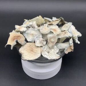 Buy Albino Jack Frost Magic Mushrooms, buy albino jack frost mushrooms online, albino jack frost magic mushrooms, order albino jack frost shrooms, albino jack frost strain for sale, psychedelic mushroom hybrid, albino penis envy golden teacher cross, strong white magic mushrooms, potent albino mushrooms online, jack frost mushroom strain review, albino jack frost mushroom effects, albino jack frost vs golden teacher, albino jack frost mushroom trip, albino jack frost visuals, albino jack frost mushroom grow kit, albino jack frost dosage chart, buy rare magic mushrooms online, albino jack frost microdose capsules, jack frost psychedelic mushrooms, albino jack frost potency, albino jack frost trip guide, buy mushrooms online trippybloom, trippy mushroom strains 2025, premium albino magic mushrooms, albino jack frost mushroom pictures, albino jack frost mushroom description, albino jack frost mushroom legality, albino jack frost mushroom strength, albino jack frost experience reports, albino jack frost shrooms bulk, albino jack frost psilocybin content, how strong is albino jack frost, albino jack frost mushroom potency scale, best magic mushrooms 2025, jack frost mushroom high, white magic mushrooms online, albino mushroom trip effects, albino jack frost mushroom research, jack frost shroom dosage, jack frost mushroom microdosing, buy psychedelic mushrooms discreetly, albino mushroom ecommerce, best magic mushroom strain online, mushroom hybrid strains buy, albino mushroom spiritual effects, albino jack frost vs ape, albino jack frost vs b+, magic mushrooms for therapy, trippy mushrooms visual, psychedelic mushrooms for art, creative mushroom strains, best mushroom for visuals, psilocybin for trauma, psilocybin for depression, mushroom therapy strain, mushroom ecommerce USA, mushroom ecommerce Canada, mushroom ecommerce UK, albino jack frost capsules buy, mushroom capsules online, trippy mushroom guide, albino jack frost mushroom science, mushroom trip planner, mushroom strain info, jack frost mushroom hybrid genetics, mushroom integration therapy, mushroom trip music, mushroom set and setting, mushroom safety tips, mushroom experience design, white shrooms potency, albino mushroom storage tips, mushroom airtight storage, mushroom shelf life, mushroom dosage breakdown, mushroom trip duration chart, mushroom peak intensity, mushroom afterglow effects, mushroom emotional healing, mushroom spiritual awakening, mushroom strain comparison, mushroom product description SEO, mushroom ecommerce optimization, mushroom product metadata, mushroom store page copy, mushroom experience FAQ, psychedelic mushroom Q&A, albino jack frost mushroom ecommerce page, buy albino shrooms fast shipping, albino mushroom stealth shipping, albino mushroom trip sitter guide, mushroom guide for beginners, mushroom for ego death, mushroom spiritual trip, albino jack frost packaging, mushroom privacy packaging, mushroom legality 2025, albino jack frost mushroom legality guide, albino mushroom worldwide shipping, mushroom crypto payment, mushroom ecommerce trust, mushroom client reviews, mushroom strain evolution, mushroom hybrid development, mushroom magic effects, mushroom potency explained, albino mushroom trippy visuals, mushroom best strains 2025, albino mushroom customer favorites, mushroom white strain guide, mushroom brain reset, mushroom creative boost, mushroom euphoria strain, mushroom blue bruising meaning, mushroom appearance ID guide, mushroom vacuum seal storage, mushroom trip color enhancement, mushroom auditory hallucination, mushroom mystical experience, mushroom inner healing, mushroom journaling trip, mushroom set and setting checklist, mushroom pre-trip preparation, mushroom visual perception, mushroom metaphysical insights, mushroom truth-seeking trip, mushroom detox emotional, mushroom grounding post-trip, mushroom integration day, mushroom ego dissolution strain, mushroom high-vibration strain, mushroom advanced psychonaut strain