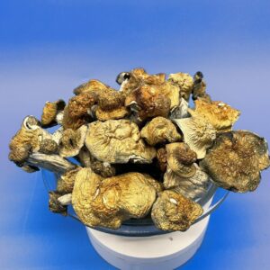 Buy Steel Magnolia Magic Mushrooms Online, buy steel magnolia mushrooms online, order steel magnolia magic mushrooms, steel magnolia mushrooms for sale, premium psilocybin steel magnolia, shop steel magnolia mushroom strain, steel magnolia mushroom reviews, where to buy steel magnolia shrooms, rare magic mushrooms online, lab-tested psilocybin mushrooms, steel magnolia strain effects, trippy steel magnolia mushrooms, buy psychedelic mushrooms discreetly, microdose steel magnolia, steel magnolia vs golden teacher, best mushroom strains online, therapeutic mushrooms for sale, steel magnolia for microdosing, steel magnolia trip reports, magic mushroom shop USA, steel magnolia Canada shipping, psilocybin mushroom store, how strong is steel magnolia, steel magnolia mushroom experience, steel magnolia magic mushrooms dosage, steel magnolia trip length, steel magnolia visuals, steel magnolia mushroom benefits, steel magnolia mushroom trip guide, steel magnolia mushroom safe dose, steel magnolia mushroom for depression, steel magnolia mushroom for anxiety, steel magnolia mushroom euphoria, steel magnolia mushroom creativity, buy psilocybin mushrooms online, shop psychedelic mushrooms safely, steel magnolia mushroom therapy, steel magnolia mushroom emotional healing, steel magnolia spiritual effects, order rare mushroom strains, best mushroom strain for clarity, magic mushrooms creative boost, steel magnolia mushrooms USA, trippy bloom mushrooms, buy mushrooms trippy bloom, best mushroom online store, steel magnolia mushroom product description, steel magnolia mushroom grow kit, steel magnolia mushroom cultivation, steel magnolia mushrooms potency test, steel magnolia mushroom visuals explained, best setting for mushroom trip, steel magnolia mushroom playlist, best magic mushrooms 2025, top mushroom strains to buy, steel magnolia mushrooms Europe, steel magnolia shipping stealth, steel magnolia mushrooms discreet delivery, steel magnolia mushroom pack, steel magnolia mushroom deals, steel magnolia mushroom bulk order, steel magnolia mushroom 1g 3g 7g 14g, steel magnolia mushroom healing, steel magnolia psilocybin experience, steel magnolia mushroom intensity, buy magic mushrooms with crypto, magic mushroom legality 2025, steel magnolia mushroom trippy effects, steel magnolia mushroom introspection, buy legal mushrooms online, strongest mushroom strains list, steel magnolia psychedelic mushrooms, steel magnolia mushroom visuals chart, steel magnolia mushroom chemical profile, steel magnolia psilocin content, steel magnolia microdosing protocol, steel magnolia mushroom trip safety, steel magnolia mushroom how to use, steel magnolia mushroom vs penis envy, steel magnolia mushroom compared, steel magnolia mushroom availability, steel magnolia mushroom tolerance, steel magnolia mushroom effects timeline, best music for steel magnolia trip, steel magnolia mushroom memory benefits, steel magnolia mushrooms for PTSD, steel magnolia mushrooms integration, steel magnolia mushrooms afterglow, steel magnolia mushrooms dosage tips, steel magnolia mushrooms energy boost, steel magnolia mushrooms before and after, steel magnolia mushroom reddit reviews, steel magnolia mushrooms shipping USA, steel magnolia mushroom buy Canada, steel magnolia mushroom from TrippyBloom, steel magnolia mushroom for spiritual growth, buy strong mushroom strains, steel magnolia for guided therapy, buy mushrooms no prescription, steel magnolia mushroom trip insights, how to store dried mushrooms, steel magnolia mushroom taste, steel magnolia magic mushroom effects, steel magnolia mushroom onset time, order mushrooms with bitcoin, mushroom strain for beginners, steel magnolia mushroom capsules, steel magnolia mushroom packaging, steel magnolia mushroom product ID, steel magnolia mushroom tripping tips, best site to buy shrooms online, steel magnolia psychedelic dosage, safe psychedelic mushroom shopping, shop psilocybin strains discreetly, steel magnolia mushroom vs tidal wave, steel magnolia mushroom creative dose, mushroom legality map 2025, top rated psilocybin strains, steel magnolia mushroom uses, mushroom online delivery stealth, strongest psilocybin mushroom 2025, steel magnolia mushroom lookalike, steel magnolia mushroom price list, steel magnolia shroom e-commerce, about