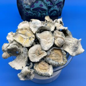 buy albino melmak magic mushrooms online, order albino melmak shrooms, melmak mushroom strain, penis envy albino melmak, buy melmak mushrooms, albino melmak capsules, albino melmak dried mushrooms, buy melmak microdose, albino melmak trip guide, strongest psilocybin mushrooms online, albino melmak dosage chart, albino melmak mushroom reviews, albino melmak vs penis envy, albino melmak mushroom potency, albino melmak effects, buy magic mushrooms online, psychedelic mushroom store, trippy bloom melmak, albino melmak trip report, best mushroom strain for therapy, albino melmak visuals, albino melmak spiritual use, albino melmak depression, albino melmak ptsd, where to buy albino melmak mushrooms, albino melmak experience, albino melmak mushroom canada, albino melmak for sale usa, melmak mushroom grow kit, buy melmak psilocybin, strongest magic mushroom 2025, melmak strain potency, albino melmak legal, melmak mushroom microdosing, albino melmak microdose guide, albino melmak trippy bloom, albino melmak online shop, albino melmak mushroom info, albino melmak mushroom therapy, albino melmak for sale canada, albino melmak truffles, albino melmak visuals chart, albino melmak benefits, albino melmak trip effects, albino melmak beginner dose, albino melmak microdose stack, albino melmak buy online, albino melmak vs albino penis envy, melmak mushroom genetics, melmak mushroom vs golden teacher, melmak mushroom capsule dosage, melmak shrooms discreet shipping, melmak mushroom global shipping, albino melmak mushroom strength, albino melmak mushroom spores, albino melmak mushroom grow guide, albino melmak mushroom weight, albino melmak shrooms experience, albino melmak long trip, albino melmak trip visuals, albino melmak mushroom safety, buy magic mushrooms discreetly, trippy bloom mushroom strain, melmak mushroom spiritual journey, albino melmak mushroom duration, albino melmak trip timeline, albino melmak mushroom health benefits, albino melmak therapy use, albino melmak mushroom effects list, albino melmak mushroom high dose, albino melmak mushroom low dose, albino melmak with music, albino melmak ego death, albino melmak trip sitter advice, albino melmak trip safety, albino melmak mushroom uk, albino melmak mushroom europe, albino melmak mushroom usa, albino melmak mushroom netherlands, albino melmak mushroom australia, albino melmak potency level, albino melmak therapeutic potential, melmak mushroom community, albino melmak dried shrooms, albino melmak chocolate bar, albino melmak mushroom strain for sale, albino melmak mushrooms list, albino melmak mushroom strain canada, albino melmak product info, albino melmak mushroom batch, albino melmak mushroom flush, albino melmak mushroom harvest, melmak mushroom weight, melmak mushroom safe storage, melmak mushroom integration tips, albino melmak for anxiety, melmak mushroom legal 2025, trippy bloom mushroom store, psilocybin mushroom ecommerce, albino melmak mushroom marketplace, melmak mushroom shop europe, albino melmak product details, albino melmak mushroom journey, melmak mushroom enlightenment, albino melmak mushroom visuals review, albino melmak mushrooms healing, albino melmak trippy effects, melmak mushroom stacking, albino melmak mushroom recipe, albino melmak safe use, albino melmak reviews reddit, albino melmak shroom reddit, albino melmak psilocybin levels, albino melmak mushroom description, albino melmak mushroom intense trip, albino melmak for microdosing, albino melmak psychedelic effects, melmak mushroom strong visuals, albino melmak mushrooms research, albino melmak mushroom psilocybin benefits, albino melmak mushroom content, albino melmak mushroom trust, albino melmak mushroom education, trippy bloom mushrooms buy, albino melmak mushrooms verified