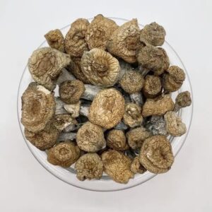 Buy Bluey Vuitton Magic Mushrooms Online, buy bluey vuitton mushrooms online, order bluey vuitton shrooms, trippybloom bluey vuitton strain, premium magic mushrooms, luxury magic mushrooms, fashion mushrooms, microdose bluey vuitton, bluey vuitton mushroom reviews, psychedelic mushrooms for sale, artisanal mushroom strain, luxury psilocybin strain, psychedelic couture, potent magic mushrooms online, buy shrooms USA, mushroom shop Canada, trippy mushrooms discreet shipping, where to buy magic mushrooms online, magic mushroom boutique, psilocybin luxury strain, bluey vuitton mushroom trip report, mushroom microdosing capsules, designer shrooms, magic mushrooms for creativity, mushrooms for self-discovery, trippybloom.com mushrooms, high fashion mushroom strain, strongest mushroom strain, mushroom strain comparison, mushroom capsules psilocybin, psilocybin for artists, microdose mushrooms for focus, mushrooms for therapy, shrooms for trauma healing, mushroom shop fast shipping, lab tested psilocybin, safe mushrooms online, best mushroom vendor online, bluey vuitton mushroom shop, mushroom trip guide, mushroom dosage chart, mushroom for spiritual use, mushroom integration tips, best mushroom strain 2025, bluey vuitton experience, how to dose mushrooms, microdose schedule, mushroom safety guide, psilocybin legality 2025, mushrooms mental health benefits, psilocybin creativity enhancement, trippy mushrooms for meditation, shrooms for healing, trippybloom mushroom deals, luxury psychedelic mushrooms, mushroom spiritual journey, mushrooms for moon ritual, magic mushrooms new strain, rare psilocybin strains, high-end magic mushrooms, bluey vuitton mushroom effects, psilocybin euphoria, visual mushrooms for sale, shrooms for fashion lovers, buy magic mushrooms Canada, psilocybin with shipping, trippy mushrooms for couples, mushroom capsule effects, bluey vuitton mushroom dosage, bluey vuitton strain potency, mushroom vs lsd effects, magic mushrooms online EU, mushroom store with crypto, best mushroom store 2025, designer psychedelic strain, mushroom aesthetic journey, mushroom trip music, mushroom setting setup, microdosing protocol 2025, mushroom extraction method, bluey vuitton mushroom taste, mushroom for anxiety relief, trippybloom mushroom shop reviews, discreet mushroom delivery, shrooms for birthday party, luxury psychedelic trip, bluey vuitton caps and stems, mushroom bruise color guide, mushroom for mood elevation, designer mushroom tea, psilocybin capsule blend, mushroom trip integration, bluey vuitton visual effects, trippybloom psychedelic blog, mushroom education hub, mushroom trip journal, magic mushroom strain types, mushroom for chakra healing, mushroom for dream clarity, microdose for productivity, bluey vuitton mushroom mycelium, magic mushroom trip timeline, shrooms for music festivals, luxury mushroom packaging, bluey vuitton trip effects, shrooms for deep meditation, mushroom creativity ritual, microdose capsules psilocybin, trippybloom.com reviews, magic mushroom powder capsules, bluey vuitton mushroom buzz, boutique magic mushrooms, trippy designer mushrooms, visionary mushrooms for sale, mushroom cognitive benefits, mushroom empathy enhancer, mushroom giggles dose, psilocybin magic experience, mushroom therapy tool, shroom emotional reset, mushroom rebirth effect, mushroom for inner child work, psilocybin ego softener, magic mushroom trip fashion, high dose mushroom guide, mushroom integration coach, mushroom lovers community, designer psilocybin trip, top mushroom strain online, bluey vuitton trip setting, mushroom gourmet experience