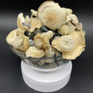 buy albino stargazer mushrooms online, order albino stargazer magic mushrooms, shop albino magic mushrooms discreetly, albino stargazer strain for sale, strong albino mushrooms buy, where to get albino stargazer shrooms, premium albino psilocybin online, albino stargazer mushrooms trippy bloom, microdose albino stargazer, buy albino mushroom capsules, albino stargazer magic truffles, albino mushroom strain online, lab-tested albino mushrooms, potent albino psilocybin buy, order albino mushrooms USA, albino stargazer mushrooms effects review, albino vs golden teacher, best albino mushroom strain, albino stargazer experience report, albino stargazer trip guide, psychedelic mushroom strain comparison, strongest albino mushroom 2025, albino magic mushroom dosage, top psilocybin strains, albino mushroom microdose, albino stargazer mushroom visuals, psilocybin mushroom ecommerce, albino mushroom chart, magic mushroom shop Canada, buy magic mushrooms albino stargazer, how to dose albino stargazer, albino mushroom potency level, albino mushroom ego death, albino stargazer trip length, albino mushroom microdose benefits, mushroom spiritual experience, trippy bloom albino mushroom, best albino mushroom brand, magic mushrooms for sale online, albino mushroom near me, albino stargazer mushroom trip intensity, buy albino shrooms discreet, albino stargazer potency, albino stargazer mushroom effects, albino mushroom laws, albino mushroom legality, albino mushroom side effects, albino mushroom shipping, albino mushroom spiritual guide, albino mushroom visuals chart, albino mushroom trip advice, albino stargazer vs penis envy, albino stargazer mushroom for therapy, albino mushroom PTSD relief, albino mushroom anti-anxiety, albino mushroom for depression, albino mushroom trip sitter, albino mushroom mental health, albino mushroom energy effects, albino stargazer spiritual strain, albino mushroom vibration energy, albino mushroom integration, albino mushroom dosage chart, albino stargazer potency chart, albino mushroom emotional healing, albino mushroom time distortion, albino mushroom unity feeling, albino mushroom dose for ego death, albino stargazer shroom order, albino stargazer psilocybin level, albino stargazer visuals explained, albino stargazer shelf life, albino stargazer mushroom reviews, albino stargazer trip music, albino mushroom trippy playlist, albino stargazer music guide, albino stargazer therapeutic use, albino stargazer psychedelic strain, albino mushroom safe dosage, albino mushroom reddit trip report, albino mushroom top 5 list, albino mushroom healing use, albino mushroom cognitive boost, albino mushroom mind clarity, albino mushroom mood boost, albino mushroom love effect, albino mushroom dosage protocol, albino mushroom for creativity, albino mushroom for journaling, albino mushroom for meditation, albino mushroom ceremonial use, albino mushroom sacred mushroom, albino mushroom blue bruising, albino mushroom for vision quest, albino mushroom cosmic trip, albino mushroom interdimensional, albino mushroom white strain, albino mushroom psychedelic journey, albino mushroom ascension, albino stargazer for sale, buy albino mushrooms trippybloom.com