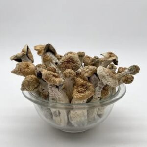 buy penis envy mushrooms online, order penis envy magic mushrooms, shop magic mushrooms discreet shipping, penis envy strain for sale, strong psilocybin mushroom buy, where to get penis envy shrooms, premium penis envy psilocybin online, penis envy trippy mushrooms store, shop microdose penis envy, penis envy magic truffles order, buy dried penis envy mushrooms, penis envy capsules online, lab-tested penis envy buy, bulk penis envy mushrooms for sale, order potent psychedelic mushrooms, penis envy mushroom effects review, penis envy vs golden teacher, best magic mushroom strain, penis envy product description, penis envy shrooms compared, psychedelic mushroom store reviews, strongest mushroom strain 2025, penis envy mushroom capsules, buy penis envy microdose, top 10 psilocybin strains, penis envy experience reports, psilocybin mushroom e-commerce, penis envy mushroom strength chart, magic mushroom shop Canada, penis envy trippybloom.com, what is penis envy mushroom, how to dose penis envy, penis envy mushroom potency, penis envy trip guide, benefits of penis envy mushrooms, psilocybin mushroom for therapy, penis envy microdosing protocol, how strong is penis envy mushroom, penis envy mushroom dosage chart, psilocybin mushroom legality, penis envy safe dosage, best setting for shroom trip, tripping with penis envy, best music for mushroom trip, microdosing mushrooms benefits, penis envy strain potency, penis envy mushrooms Canada, penis envy mushrooms USA, buy magic mushrooms USA, psilocybin mushrooms near me, strong mushrooms online, psychedelic mushroom store, penis envy grow kit, penis envy effects guide, penis envy mushroom experience, penis envy mushrooms for therapy, microdose penis envy capsules, penis envy powder microdose, penis envy mushroom spores, penis envy mushroom cultivation, penis envy mushroom genetics, strongest magic mushroom strain, penis envy high dose, buy psilocybin mushrooms online, penis envy magic mushroom capsules, penis envy mushroom visuals, penis envy psilocybin content, penis envy therapeutic use, penis envy mushroom strength, penis envy vs albino penis envy, psilocybin for anxiety, buy microdosing mushrooms, buy psilocybin capsules online, penis envy legal countries, buy mushrooms discreetly, penis envy for sale online, penis envy buy Canada, buy shrooms online, order penis envy shrooms, trippy bloom penis envy, buy penis envy trippy bloom, best place to buy magic mushrooms, penis envy mushroom reviews, penis envy mushroom for depression, penis envy mushroom for ptsd, penis envy mushroom microdose benefits, penis envy mushroom trip length, how long do penis envy trips last, penis envy mushroom trip intensity, penis envy mushroom potency comparison, penis envy mushrooms safety tips, safe trip mushroom guide, penis envy mushroom shop Europe, penis envy mushroom online dispensary, buy mushroom capsules online, magic mushroom capsules for sale, penis envy mushroom powder, penis envy mushroom extract, penis envy shroom edibles, penis envy chocolate bars, psychedelic mushroom online store, penis envy mushrooms effects, penis envy mushroom how to use, penis envy mushroom research, psilocybin clinical studies, penis envy mushroom for mental health, best mushrooms for beginners, penis envy mushrooms near me, penis envy mushroom cultivation kit, penis envy mushroom grow guide, penis envy mushroom genetics explained, penis envy mushroom high, how to take penis envy mushrooms, penis envy mushroom stages, penis envy mushroom spiritual effects, penis envy mushroom trip levels, penis envy mushrooms microdose guide, penis envy mushroom legal status, penis envy mushroom laws 2025, penis envy mushroom online UK, penis envy mushroom decriminalized, magic mushroom legality map, buy mushrooms with crypto, discreet shipping psychedelics, trippy bloom psilocybin products, strongest mushroom strain online, penis envy mushroom marketplace, penis envy psilocybin experience, penis envy mushroom capsules dosage, buy penis envy mushrooms safely, order penis envy online USA, best mushroom store online, penis envy mushroom brand, psilocybin mushroom guide, penis envy mushroom potency level, penis envy mushroom safe dose, penis envy mushroom benefits list, penis envy mushroom information, penis envy mushroom product details, penis envy mushroom potency test, penis envy mushroom effects chart, penis envy mushroom duration, penis envy mushroom trip tips, buy magic mushrooms online worldwide