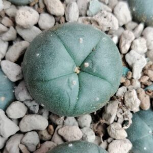 lophophora williamsii kkr 382, Buy lophophora williamsii kkr 382 Online, peyote kkr 382 nuevo leon, lophophora williamsii nuevo leon locality, peyote cactus nuevo leon collectors, lophophora williamsii 3cm, peyote cactus 2.5cm, kkr 382 peyote provenance, nuevo leon peyote cactus, peyote cactus mexico locality, lophophora williamsii mexico collectors, peyote cactus nuevo leon legal, lophophora williamsii kkr field number, peyote cactus nuevo leon study, peyote cactus mexico conservation, lophophora williamsii nuevo leon ornamental, peyote cactus mexico ethnobotanical, peyote cactus nuevo leon rarity, lophophora williamsii mexico documentation, peyote cactus mexico slow growing, peyote cactus nuevo leon heritage, lophophora williamsii mexico scientific interest, peyote cactus nuevo leon desert, peyote cactus mexico arid adaptation, lophophora williamsii mexico collectors guide, peyote cactus mexico legality overview, peyote cactus usa collectors interest, peyote cactus europe legality, peyote cactus canada regulation, peyote cactus uk law, peyote cactus australia compliance, peyote cactus germany regulation, peyote cactus belgium law, peyote cactus international restrictions, peyote cactus mexico provenance value, peyote cactus conservation ethics, peyote cactus cultivated lineage, peyote cactus mexico cactus family, peyote cactus nuevo leon sustainability, peyote cactus mexico botanical study, peyote cactus mexico collector market, peyote cactus nuevo leon identification, peyote cactus mexico research context, peyote cactus mexico documentation importance, peyote cactus nuevo leon ecological study, peyote cactus mexico ornamental display, peyote cactus mexico regulated plant, peyote cactus nuevo leon preservation, peyote cactus mexico ethical sourcing, peyote cactus mexico cultural history, peyote cactus mexico habitat loss, peyote cactus mexico protection awareness, peyote cactus mexico research ethics, peyote cactus nuevo leon desert ecology, peyote cactus mexico slow growth rate, peyote cactus mexico collector legality, peyote cactus mexico regulated trade, peyote cactus mexico sustainability focus