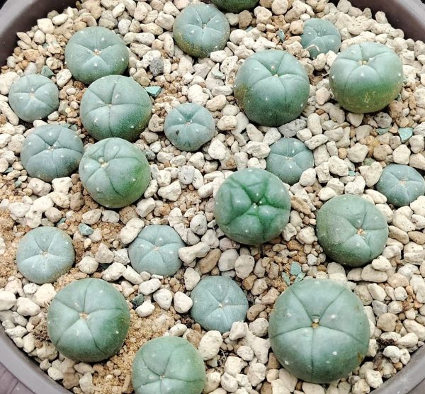 lophophora williamsii kkr 382, Buy lophophora williamsii kkr 382 Online, peyote kkr 382 nuevo leon, lophophora williamsii nuevo leon locality, peyote cactus nuevo leon collectors, lophophora williamsii 3cm, peyote cactus 2.5cm, kkr 382 peyote provenance, nuevo leon peyote cactus, peyote cactus mexico locality, lophophora williamsii mexico collectors, peyote cactus nuevo leon legal, lophophora williamsii kkr field number, peyote cactus nuevo leon study, peyote cactus mexico conservation, lophophora williamsii nuevo leon ornamental, peyote cactus mexico ethnobotanical, peyote cactus nuevo leon rarity, lophophora williamsii mexico documentation, peyote cactus mexico slow growing, peyote cactus nuevo leon heritage, lophophora williamsii mexico scientific interest, peyote cactus nuevo leon desert, peyote cactus mexico arid adaptation, lophophora williamsii mexico collectors guide, peyote cactus mexico legality overview, peyote cactus usa collectors interest, peyote cactus europe legality, peyote cactus canada regulation, peyote cactus uk law, peyote cactus australia compliance, peyote cactus germany regulation, peyote cactus belgium law, peyote cactus international restrictions, peyote cactus mexico provenance value, peyote cactus conservation ethics, peyote cactus cultivated lineage, peyote cactus mexico cactus family, peyote cactus nuevo leon sustainability, peyote cactus mexico botanical study, peyote cactus mexico collector market, peyote cactus nuevo leon identification, peyote cactus mexico research context, peyote cactus mexico documentation importance, peyote cactus nuevo leon ecological study, peyote cactus mexico ornamental display, peyote cactus mexico regulated plant, peyote cactus nuevo leon preservation, peyote cactus mexico ethical sourcing, peyote cactus mexico cultural history, peyote cactus mexico habitat loss, peyote cactus mexico protection awareness, peyote cactus mexico research ethics, peyote cactus nuevo leon desert ecology, peyote cactus mexico slow growth rate, peyote cactus mexico collector legality, peyote cactus mexico regulated trade, peyote cactus mexico sustainability focus