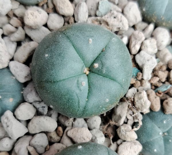 lophophora williamsii kkr 382, Buy lophophora williamsii kkr 382 Online, peyote kkr 382 nuevo leon, lophophora williamsii nuevo leon locality, peyote cactus nuevo leon collectors, lophophora williamsii 3cm, peyote cactus 2.5cm, kkr 382 peyote provenance, nuevo leon peyote cactus, peyote cactus mexico locality, lophophora williamsii mexico collectors, peyote cactus nuevo leon legal, lophophora williamsii kkr field number, peyote cactus nuevo leon study, peyote cactus mexico conservation, lophophora williamsii nuevo leon ornamental, peyote cactus mexico ethnobotanical, peyote cactus nuevo leon rarity, lophophora williamsii mexico documentation, peyote cactus mexico slow growing, peyote cactus nuevo leon heritage, lophophora williamsii mexico scientific interest, peyote cactus nuevo leon desert, peyote cactus mexico arid adaptation, lophophora williamsii mexico collectors guide, peyote cactus mexico legality overview, peyote cactus usa collectors interest, peyote cactus europe legality, peyote cactus canada regulation, peyote cactus uk law, peyote cactus australia compliance, peyote cactus germany regulation, peyote cactus belgium law, peyote cactus international restrictions, peyote cactus mexico provenance value, peyote cactus conservation ethics, peyote cactus cultivated lineage, peyote cactus mexico cactus family, peyote cactus nuevo leon sustainability, peyote cactus mexico botanical study, peyote cactus mexico collector market, peyote cactus nuevo leon identification, peyote cactus mexico research context, peyote cactus mexico documentation importance, peyote cactus nuevo leon ecological study, peyote cactus mexico ornamental display, peyote cactus mexico regulated plant, peyote cactus nuevo leon preservation, peyote cactus mexico ethical sourcing, peyote cactus mexico cultural history, peyote cactus mexico habitat loss, peyote cactus mexico protection awareness, peyote cactus mexico research ethics, peyote cactus nuevo leon desert ecology, peyote cactus mexico slow growth rate, peyote cactus mexico collector legality, peyote cactus mexico regulated trade, peyote cactus mexico sustainability focus