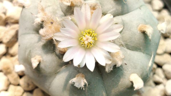 lophophora williamsii texas rio grande, buy Lophophora Williamsii Texas Rio Grande online, texas rio grande peyote, peyote cactus texas rio grande, lophophora williamsii texas form, texas peyote cactus collectors, rio grande peyote ornamental, lophophora williamsii texas locality, peyote cactus texas desert form, texas peyote ethnobotanical, lophophora williamsii texas legal status, peyote texas conservation awareness, texas peyote cactus rarity, lophophora williamsii texas provenance, peyote cactus rio grande region, peyote texas cultural history, lophophora williamsii texas study, peyote cactus texas sustainability, lophophora williamsii texas ornamental cactus, peyote cactus texas documentation, texas peyote collector guide, lophophora williamsii texas identification, peyote cactus texas slow growing, lophophora williamsii texas arid adaptation, peyote cactus texas desert ecology, lophophora williamsii texas heritage, peyote cactus texas educational use, lophophora williamsii texas research context, peyote cactus texas regulated plant, lophophora williamsii texas ethical sourcing, peyote cactus texas preservation, lophophora williamsii texas cactus market, peyote cactus texas legality overview, lophophora williamsii texas authenticity, peyote cactus texas ornamental display, lophophora williamsii texas collectors usa, peyote cactus europe legality, peyote cactus canada regulation, peyote cactus uk law, peyote cactus australia compliance, peyote cactus germany regulation, peyote cactus belgium law, peyote cactus international restrictions, peyote cactus texas conservation ethics, peyote cactus texas habitat loss, peyote cactus texas climate adaptation, peyote cactus texas cactus family, peyote cactus texas long term growth, peyote cactus texas collector legality, peyote cactus texas regulated trade, peyote cactus texas sustainability focus, peyote cactus texas 2026