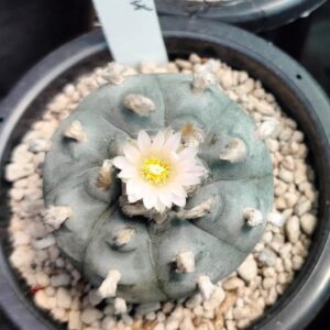 Lophophora Williamsii peyote cactus, buy lophophora williamsii usa, peyote cactus for sale legal usa, lophophora williamsii canada buy, peyote plant ornamental eu, peyote cactus shop uk, buy peyote cactus australia, lophophora williamsii germany, peyote cactus belgium, peyote cactus collector item, ethnobotanical cactus purchase, rare cactus peyote sale, peyote plant online store, lophophora williamsii authenticity, sustainable peyote sourcing, cultivated peyote cactus, ornamental peyote plant, peyote cactus legal status guide, peyote cactus history info, peyote cactus identification, lophophora williamsii care overview, peyote cactus conservation, peyote cactus ethical sourcing, peyote cactus educational resource, peyote cactus cultural significance, peyote cactus slow growing, peyote cactus pink flower, peyote cactus button form, peyote cactus desert plant, peyote cactus rarity, peyote cactus collector market, peyote cactus shipping compliance, peyote cactus import rules, peyote cactus export laws, peyote cactus regulated plant, peyote cactus research interest, peyote cactus taxonomy, peyote cactus botany info, peyote cactus ornamental value, peyote cactus display plant, peyote cactus sustainable cultivation, peyote cactus heritage plant, peyote cactus documentation, peyote cactus legal alternatives, peyote cactus cactus family, peyote cactus lophophora genus, peyote cactus desert ecology, peyote cactus arid adaptation, peyote cactus taproot, peyote cactus morphology, peyote cactus ethnobotany, peyote cactus history timeline, peyote cactus collectors europe, peyote cactus buyers canada, peyote cactus usa compliance, peyote cactus uk regulation, peyote cactus germany law, peyote cactus belgium law, peyote cactus australia law, peyote cactus research context, peyote cactus ornamental trends, peyote cactus market insights, peyote cactus authenticity check, peyote cactus cultivation legality, peyote cactus conservation status, peyote cactus slow growth rate, peyote cactus aesthetic appeal, peyote cactus botanical study, peyote cactus legal purchase guide, peyote cactus responsible sourcing, peyote cactus ethical trade, peyote cactus cultural respect, peyote cactus historical use, peyote cactus arid soil plant, peyote cactus climate adaptation, peyote cactus identification guide, peyote cactus legal overview 2026, peyote cactus cactus collectors, peyote cactus educational blog, peyote cactus ornamental collectors, peyote cactus museum display, peyote cactus academic interest, peyote cactus heritage conservation, peyote cactus rare species trade, peyote cactus desert flora, peyote cactus sustainable ethics, peyote cactus legal compliance shop, peyote cactus regulated markets, peyote cactus buyer responsibility, peyote cactus import export compliance, peyote cactus documentation required, peyote cactus ethnobotanical value, peyote cactus history research, peyote cactus cultural studies, peyote cactus desert cactus species, peyote cactus scientific interest, peyote cactus ornamental cactus market, peyote cactus collector legality, peyote cactus ethical marketplace, peyote cactus regulated plant sale, peyote cactus conservation awareness