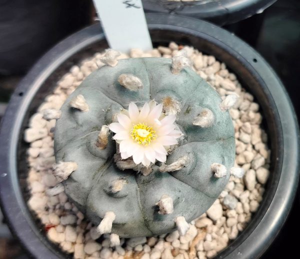 Lophophora Williamsii peyote cactus, buy lophophora williamsii usa, peyote cactus for sale legal usa, lophophora williamsii canada buy, peyote plant ornamental eu, peyote cactus shop uk, buy peyote cactus australia, lophophora williamsii germany, peyote cactus belgium, peyote cactus collector item, ethnobotanical cactus purchase, rare cactus peyote sale, peyote plant online store, lophophora williamsii authenticity, sustainable peyote sourcing, cultivated peyote cactus, ornamental peyote plant, peyote cactus legal status guide, peyote cactus history info, peyote cactus identification, lophophora williamsii care overview, peyote cactus conservation, peyote cactus ethical sourcing, peyote cactus educational resource, peyote cactus cultural significance, peyote cactus slow growing, peyote cactus pink flower, peyote cactus button form, peyote cactus desert plant, peyote cactus rarity, peyote cactus collector market, peyote cactus shipping compliance, peyote cactus import rules, peyote cactus export laws, peyote cactus regulated plant, peyote cactus research interest, peyote cactus taxonomy, peyote cactus botany info, peyote cactus ornamental value, peyote cactus display plant, peyote cactus sustainable cultivation, peyote cactus heritage plant, peyote cactus documentation, peyote cactus legal alternatives, peyote cactus cactus family, peyote cactus lophophora genus, peyote cactus desert ecology, peyote cactus arid adaptation, peyote cactus taproot, peyote cactus morphology, peyote cactus ethnobotany, peyote cactus history timeline, peyote cactus collectors europe, peyote cactus buyers canada, peyote cactus usa compliance, peyote cactus uk regulation, peyote cactus germany law, peyote cactus belgium law, peyote cactus australia law, peyote cactus research context, peyote cactus ornamental trends, peyote cactus market insights, peyote cactus authenticity check, peyote cactus cultivation legality, peyote cactus conservation status, peyote cactus slow growth rate, peyote cactus aesthetic appeal, peyote cactus botanical study, peyote cactus legal purchase guide, peyote cactus responsible sourcing, peyote cactus ethical trade, peyote cactus cultural respect, peyote cactus historical use, peyote cactus arid soil plant, peyote cactus climate adaptation, peyote cactus identification guide, peyote cactus legal overview 2026, peyote cactus cactus collectors, peyote cactus educational blog, peyote cactus ornamental collectors, peyote cactus museum display, peyote cactus academic interest, peyote cactus heritage conservation, peyote cactus rare species trade, peyote cactus desert flora, peyote cactus sustainable ethics, peyote cactus legal compliance shop, peyote cactus regulated markets, peyote cactus buyer responsibility, peyote cactus import export compliance, peyote cactus documentation required, peyote cactus ethnobotanical value, peyote cactus history research, peyote cactus cultural studies, peyote cactus desert cactus species, peyote cactus scientific interest, peyote cactus ornamental cactus market, peyote cactus collector legality, peyote cactus ethical marketplace, peyote cactus regulated plant sale, peyote cactus conservation awareness
