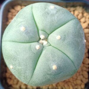 lophophora williamsii variety ogata, Buy ophophora williamsii variety ogata Online, ogata peyote cactus, lophophora ogata 3cm, peyote cactus ogata collectors, lophophora williamsii ogata plant, ogata peyote ornamental cactus, lophophora ogata cultivated variety, peyote cactus ogata form, lophophora williamsii ogata rarity, peyote ogata collector plant, lophophora ogata cactus sale, peyote cactus ogata legality, lophophora ogata ethnobotanical, peyote cactus ogata conservation, lophophora ogata cultivated peyote, peyote ogata cactus display, lophophora williamsii ogata identification, peyote cactus ogata slow growing, lophophora ogata blue green cactus, peyote ogata cactus ornamental value, lophophora ogata cactus collectors usa, peyote ogata cactus europe, peyote ogata canada legality, peyote ogata uk regulation, peyote ogata australia law, peyote ogata germany regulation, peyote ogata belgium law, lophophora ogata cactus research, peyote ogata botanical study, lophophora ogata cactus conservation ethics, peyote ogata cultivated lineage, lophophora ogata cactus sustainability, peyote ogata cactus educational use, lophophora ogata cactus history, peyote ogata cactus market, lophophora ogata cactus collector guide, peyote ogata cactus legal overview, lophophora ogata cactus authenticity, peyote ogata cactus documentation, lophophora ogata cactus morphology, peyote ogata cactus arid adaptation, lophophora ogata cactus slow growth rate, peyote ogata cactus ornamental display, lophophora ogata cactus regulated plant, peyote ogata cactus preservation, lophophora ogata cactus ethical sourcing, peyote ogata cactus cultural context, lophophora ogata cactus desert plant, peyote ogata cactus long term growth, peyote ogata cactus collector legality, lophophora ogata cactus 2026