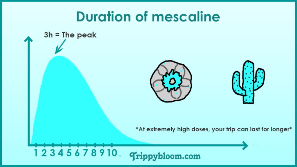 peyote, peyote mescaline guide, peyote cactus information, what is peyote, peyote effects explained, mescaline effects guide, peyote harm reduction, peyote safety information, peyote risks and side effects, peyote duration timeline, mescaline duration effects, peyote trip length, peyote onset peak comedown, peyote experience overview, peyote psychedelic effects, mescaline psychedelic guide, peyote vs mushrooms, peyote vs lsd, mescaline vs psilocybin, mescaline vs lsd comparison, peyote spiritual use, peyote traditional use, peyote cultural significance, peyote native american history, peyote ceremonial use, peyote religious context, peyote sacrament meaning, peyote nausea side effects, peyote physical effects, peyote mental effects, peyote emotional effects, peyote visuals description, peyote introspection effects, peyote challenging experiences, peyote bad trip information, peyote anxiety risk, peyote mental health risks, peyote psychosis risk, peyote bipolar risk, peyote set and setting, peyote safety checklist, peyote trip sitter importance, peyote preparation guide, peyote harm reduction tips, peyote safe environment, peyote integration practices, peyote afterglow effects, peyote integration guide, peyote journaling integration, peyote reflection practices, peyote microdosing information, peyote microdose guide, mescaline microdosing explained, peyote microdose risks, peyote microdose benefits claims, peyote dosage basics, peyote dosing variability, peyote potency variation, peyote mescaline content, peyote dried vs fresh, peyote dosage uncertainty, peyote equivalents explanation, mescaline dose ranges, peyote light moderate strong effects, peyote intensity levels, peyote long duration warning, peyote full day commitment, peyote hydration safety, peyote substance mixing risks, peyote alcohol interaction, peyote medication interaction, peyote legal status overview, peyote legality united states, peyote native american church law, peyote religious exemption law, peyote decriminalization cities, peyote legal risks, peyote law changes warning, peyote international legality, peyote conservation concerns, peyote endangered cactus, peyote overharvesting issues, peyote sustainability awareness, peyote ethical considerations, peyote cultural appropriation discussion, peyote respect indigenous traditions, peyote sacred plant education, peyote not recreational warning, peyote educational guide, peyote harm reduction education, peyote science overview, mescaline pharmacology overview, mescaline alkaloid information, peyote plant alkaloids, peyote whole plant effects, peyote variability explained, peyote unpredictability risks, peyote slow onset explanation, peyote long acting psychedelic, peyote natural psychedelic guide, peyote cactus species lophophora williamsii, lophophora williamsii mescaline, peyote cactus facts, peyote plant biology, peyote growth time years, peyote ecological impact, peyote habitat loss, peyote wild population decline, peyote protection laws, peyote ethical use discussion, peyote harm reduction checklist, peyote trip planning guide, peyote first time information, peyote beginner education, peyote realistic expectations, peyote myths vs facts, peyote scientific evidence limits, peyote anecdotal reports caution, peyote mental preparation guide, peyote intention setting, peyote emotional release effects, peyote symbolic visuals, peyote body load explanation, peyote stomach discomfort, peyote vomiting common, peyote physical strain warning, peyote endurance psychedelic, peyote cautionary guide, peyote respectful learning resource
