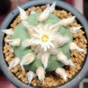 Lophophora Diffusa Peyote Cactus, buy lophophora diffusa usa, lophophora diffusa cactus for sale, peyote diffusa plant legal, lophophora diffusa canada buy, lophophora diffusa europe, peyote cactus diffusa uk, buy lophophora diffusa australia, lophophora diffusa germany, lophophora diffusa belgium, rare lophophora diffusa, ornamental peyote cactus diffusa, lophophora diffusa collector plant, peyote diffusa ethnobotanical, lophophora diffusa legal status, lophophora diffusa conservation, cultivated lophophora diffusa, peyote diffusa cactus shop, lophophora diffusa online store, lophophora diffusa authenticity, peyote diffusa cactus history, lophophora diffusa botanical info, lophophora diffusa identification, peyote diffusa ornamental cactus, lophophora diffusa slow growing, lophophora diffusa flower, lophophora diffusa pale green cactus, lophophora diffusa desert plant, peyote diffusa regulated plant, lophophora diffusa cactus market, lophophora diffusa shipping laws, peyote diffusa import rules, lophophora diffusa export compliance, lophophora diffusa cactus ethics, peyote diffusa cactus sustainability, lophophora diffusa research interest, peyote diffusa taxonomy, lophophora diffusa arid adaptation, peyote diffusa taproot cactus, lophophora diffusa morphology, peyote diffusa ethnobotany, lophophora diffusa collectors europe, peyote diffusa canada legality, peyote diffusa usa compliance, peyote diffusa uk regulation, peyote diffusa germany law, peyote diffusa belgium law, peyote diffusa australia law, lophophora diffusa educational use, peyote diffusa ornamental trends, lophophora diffusa rare species trade, peyote diffusa cactus conservation awareness, lophophora diffusa ethical sourcing, peyote diffusa cactus heritage, lophophora diffusa botanical study, peyote diffusa scientific interest, lophophora diffusa cactus display, peyote diffusa collector legality, lophophora diffusa cactus documentation, peyote diffusa responsible trade, lophophora diffusa desert ecology, peyote diffusa cactus buyers guide, lophophora diffusa cactus 2026