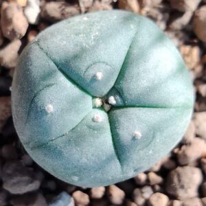lophophora williamsii big bend texas, texas peyote cactus variety, big bend peyote for collectors, lophophora williamsii texas form, peyote cactus texas county, big bend peyote cactus legal, lophophora williamsii 3cm, peyote cactus 2.5cm, texas peyote plant ornamental, big bend peyote ethnobotanical, texas peyote cactus rarity, lophophora williamsii texas provenance, peyote cactus big bend region, peyote cactus texas history, lophophora williamsii texas collectors, peyote cactus conservation texas, peyote cactus texas law overview, big bend peyote cactus study, texas peyote cactus identification, peyote cactus big bend form, lophophora williamsii texas legal status, peyote cactus texas educational, big bend peyote cactus research, peyote cactus texas slow growing, peyote cactus texas morphology, lophophora williamsii texas ecology, peyote cactus big bend desert, peyote cactus texas collectors market, lophophora williamsii texas ornamental, peyote cactus texas regulation, peyote cactus texas conservation awareness, peyote cactus big bend heritage, lophophora williamsii texas scientific interest, peyote cactus texas ethnobotany, peyote cactus texas documentation, peyote cactus big bend sustainability, lophophora williamsii texas cactus market, peyote cactus texas controlled plant, peyote cactus big bend authenticity, peyote cactus texas botanical study, lophophora williamsii texas desert plant, peyote cactus texas collector guide, peyote cactus texas 2026, peyote cactus usa texas form, peyote cactus europe collectors interest, peyote cactus canada legality, peyote cactus uk regulation, peyote cactus australia compliance, peyote cactus germany law, peyote cactus belgium law, peyote cactus international restrictions, peyote cactus texas rarity value, peyote cactus big bend preservation, peyote cactus texas ethical sourcing, peyote cactus texas cultural history, peyote cactus texas habitat loss, peyote cactus texas protected species, peyote cactus texas research context, peyote cactus big bend cactus family, peyote cactus texas arid adaptation, peyote cactus texas slow growth rate, peyote cactus big bend desert ecology, peyote cactus texas ornamental display, peyote cactus texas collector legality, peyote cactus texas regulated trade, peyote cactus texas sustainability focus