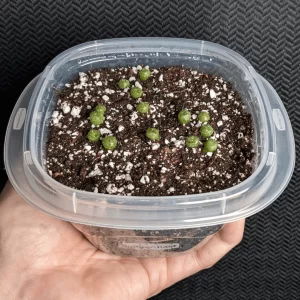 lophophora williamsii peyote seeds, Buy Lophophora Williamsii Peyote Seeds Online, peyote cactus seeds for collectors, peyote seeds ethnobotanical, lophophora seeds ornamental, peyote seeds legal status usa, peyote seeds canada regulation, peyote seeds europe law, peyote seeds uk compliance, peyote seeds australia regulation, peyote seeds germany law, peyote seeds belgium law, peyote seeds conservation, lophophora williamsii seeds authenticity, peyote seeds research use, peyote seeds educational study, peyote seeds slow growing cactus, peyote seeds desert plant study, peyote seeds cactus genetics, peyote seeds botanical interest, peyote seeds ethnobotany, peyote seeds sustainability focus, peyote seeds ex situ conservation, peyote seeds habitat preservation, peyote seeds cactus life cycle, peyote seeds rare cactus, peyote seeds cactus family, peyote seeds identification guide, peyote seeds collector market, peyote seeds scientific interest, peyote seeds heritage plant, peyote seeds ethical sourcing, peyote seeds legal overview 2026, peyote seeds regulated plant, peyote seeds controlled species, peyote seeds cactus research, peyote seeds desert ecology, peyote seeds botanical education, peyote seeds cactus study material, peyote seeds ethnobotanical research, peyote seeds conservation ethics, peyote seeds cactus diversity, peyote seeds long term growth, peyote seeds climate adaptation, peyote seeds arid plant study, peyote seeds sustainability education, peyote seeds regulated trade, peyote seeds collector legality, peyote seeds preservation awareness, peyote seeds cactus science, peyote seeds ornamental cactus study, peyote seeds slow germination, peyote seeds cultural history, peyote seeds future conservation, peyote seeds botanical heritage