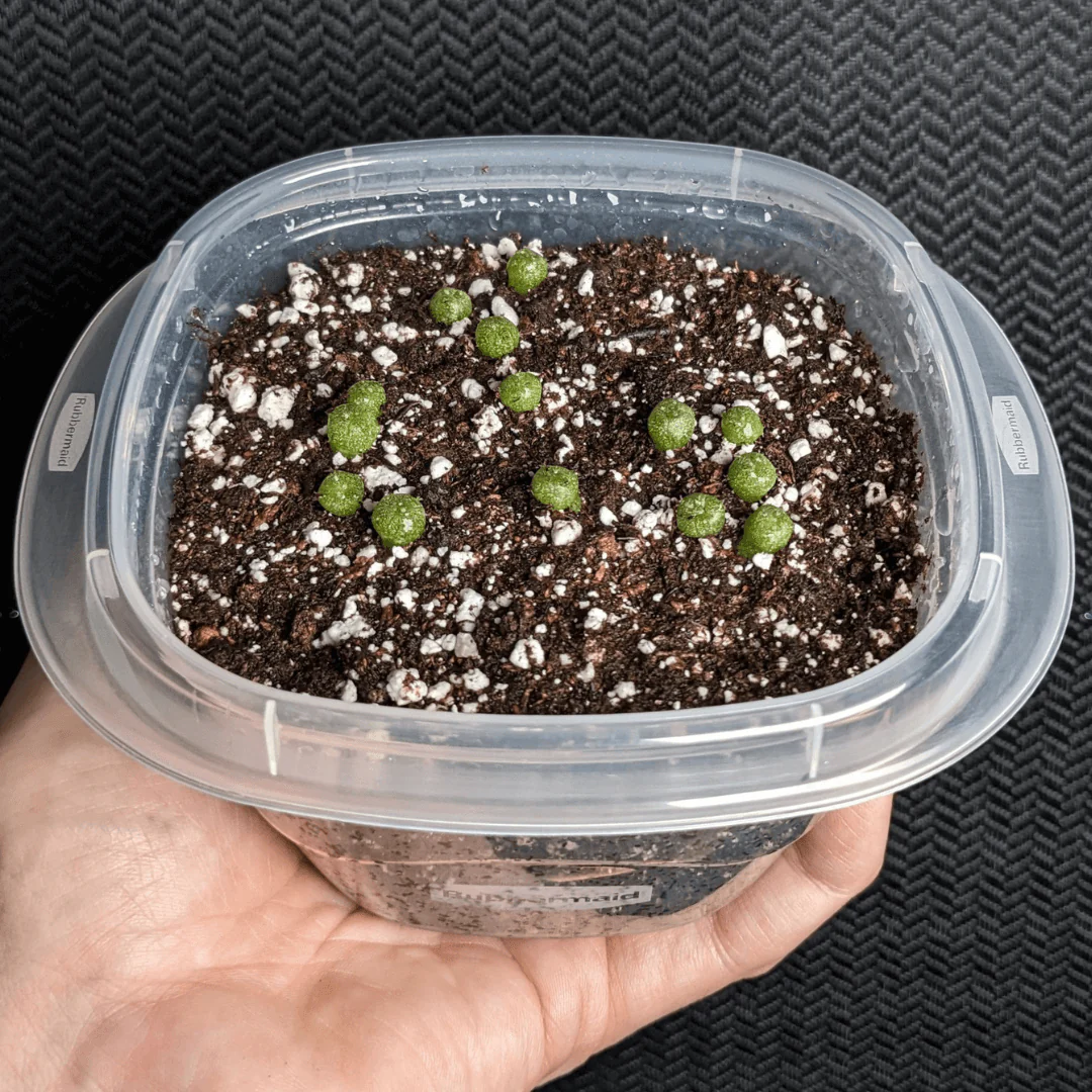 lophophora williamsii peyote seeds, Buy Lophophora Williamsii Peyote Seeds Online, peyote cactus seeds for collectors, peyote seeds ethnobotanical, lophophora seeds ornamental, peyote seeds legal status usa, peyote seeds canada regulation, peyote seeds europe law, peyote seeds uk compliance, peyote seeds australia regulation, peyote seeds germany law, peyote seeds belgium law, peyote seeds conservation, lophophora williamsii seeds authenticity, peyote seeds research use, peyote seeds educational study, peyote seeds slow growing cactus, peyote seeds desert plant study, peyote seeds cactus genetics, peyote seeds botanical interest, peyote seeds ethnobotany, peyote seeds sustainability focus, peyote seeds ex situ conservation, peyote seeds habitat preservation, peyote seeds cactus life cycle, peyote seeds rare cactus, peyote seeds cactus family, peyote seeds identification guide, peyote seeds collector market, peyote seeds scientific interest, peyote seeds heritage plant, peyote seeds ethical sourcing, peyote seeds legal overview 2026, peyote seeds regulated plant, peyote seeds controlled species, peyote seeds cactus research, peyote seeds desert ecology, peyote seeds botanical education, peyote seeds cactus study material, peyote seeds ethnobotanical research, peyote seeds conservation ethics, peyote seeds cactus diversity, peyote seeds long term growth, peyote seeds climate adaptation, peyote seeds arid plant study, peyote seeds sustainability education, peyote seeds regulated trade, peyote seeds collector legality, peyote seeds preservation awareness, peyote seeds cactus science, peyote seeds ornamental cactus study, peyote seeds slow germination, peyote seeds cultural history, peyote seeds future conservation, peyote seeds botanical heritage