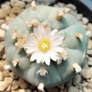 lophophora williamsii texas rio grande, buy Lophophora Williamsii Texas Rio Grande online, texas rio grande peyote, peyote cactus texas rio grande, lophophora williamsii texas form, texas peyote cactus collectors, rio grande peyote ornamental, lophophora williamsii texas locality, peyote cactus texas desert form, texas peyote ethnobotanical, lophophora williamsii texas legal status, peyote texas conservation awareness, texas peyote cactus rarity, lophophora williamsii texas provenance, peyote cactus rio grande region, peyote texas cultural history, lophophora williamsii texas study, peyote cactus texas sustainability, lophophora williamsii texas ornamental cactus, peyote cactus texas documentation, texas peyote collector guide, lophophora williamsii texas identification, peyote cactus texas slow growing, lophophora williamsii texas arid adaptation, peyote cactus texas desert ecology, lophophora williamsii texas heritage, peyote cactus texas educational use, lophophora williamsii texas research context, peyote cactus texas regulated plant, lophophora williamsii texas ethical sourcing, peyote cactus texas preservation, lophophora williamsii texas cactus market, peyote cactus texas legality overview, lophophora williamsii texas authenticity, peyote cactus texas ornamental display, lophophora williamsii texas collectors usa, peyote cactus europe legality, peyote cactus canada regulation, peyote cactus uk law, peyote cactus australia compliance, peyote cactus germany regulation, peyote cactus belgium law, peyote cactus international restrictions, peyote cactus texas conservation ethics, peyote cactus texas habitat loss, peyote cactus texas climate adaptation, peyote cactus texas cactus family, peyote cactus texas long term growth, peyote cactus texas collector legality, peyote cactus texas regulated trade, peyote cactus texas sustainability focus, peyote cactus texas 2026