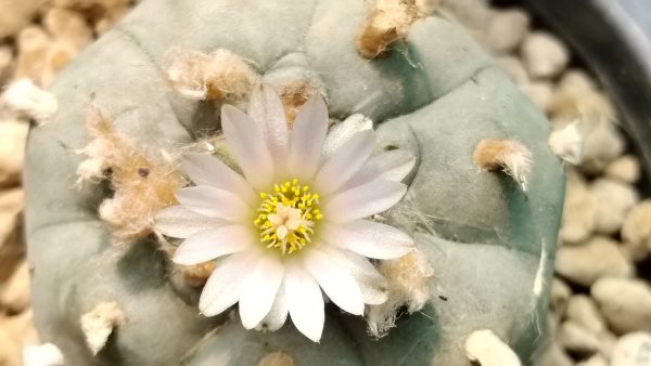 lophophora williamsii texas rio grande, buy Lophophora Williamsii Texas Rio Grande online, texas rio grande peyote, peyote cactus texas rio grande, lophophora williamsii texas form, texas peyote cactus collectors, rio grande peyote ornamental, lophophora williamsii texas locality, peyote cactus texas desert form, texas peyote ethnobotanical, lophophora williamsii texas legal status, peyote texas conservation awareness, texas peyote cactus rarity, lophophora williamsii texas provenance, peyote cactus rio grande region, peyote texas cultural history, lophophora williamsii texas study, peyote cactus texas sustainability, lophophora williamsii texas ornamental cactus, peyote cactus texas documentation, texas peyote collector guide, lophophora williamsii texas identification, peyote cactus texas slow growing, lophophora williamsii texas arid adaptation, peyote cactus texas desert ecology, lophophora williamsii texas heritage, peyote cactus texas educational use, lophophora williamsii texas research context, peyote cactus texas regulated plant, lophophora williamsii texas ethical sourcing, peyote cactus texas preservation, lophophora williamsii texas cactus market, peyote cactus texas legality overview, lophophora williamsii texas authenticity, peyote cactus texas ornamental display, lophophora williamsii texas collectors usa, peyote cactus europe legality, peyote cactus canada regulation, peyote cactus uk law, peyote cactus australia compliance, peyote cactus germany regulation, peyote cactus belgium law, peyote cactus international restrictions, peyote cactus texas conservation ethics, peyote cactus texas habitat loss, peyote cactus texas climate adaptation, peyote cactus texas cactus family, peyote cactus texas long term growth, peyote cactus texas collector legality, peyote cactus texas regulated trade, peyote cactus texas sustainability focus, peyote cactus texas 2026