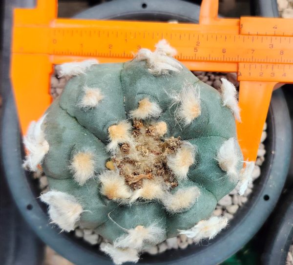 Lophophora Williamsii peyote cactus, buy lophophora williamsii usa, peyote cactus for sale legal usa, lophophora williamsii canada buy, peyote plant ornamental eu, peyote cactus shop uk, buy peyote cactus australia, lophophora williamsii germany, peyote cactus belgium, peyote cactus collector item, ethnobotanical cactus purchase, rare cactus peyote sale, peyote plant online store, lophophora williamsii authenticity, sustainable peyote sourcing, cultivated peyote cactus, ornamental peyote plant, peyote cactus legal status guide, peyote cactus history info, peyote cactus identification, lophophora williamsii care overview, peyote cactus conservation, peyote cactus ethical sourcing, peyote cactus educational resource, peyote cactus cultural significance, peyote cactus slow growing, peyote cactus pink flower, peyote cactus button form, peyote cactus desert plant, peyote cactus rarity, peyote cactus collector market, peyote cactus shipping compliance, peyote cactus import rules, peyote cactus export laws, peyote cactus regulated plant, peyote cactus research interest, peyote cactus taxonomy, peyote cactus botany info, peyote cactus ornamental value, peyote cactus display plant, peyote cactus sustainable cultivation, peyote cactus heritage plant, peyote cactus documentation, peyote cactus legal alternatives, peyote cactus cactus family, peyote cactus lophophora genus, peyote cactus desert ecology, peyote cactus arid adaptation, peyote cactus taproot, peyote cactus morphology, peyote cactus ethnobotany, peyote cactus history timeline, peyote cactus collectors europe, peyote cactus buyers canada, peyote cactus usa compliance, peyote cactus uk regulation, peyote cactus germany law, peyote cactus belgium law, peyote cactus australia law, peyote cactus research context, peyote cactus ornamental trends, peyote cactus market insights, peyote cactus authenticity check, peyote cactus cultivation legality, peyote cactus conservation status, peyote cactus slow growth rate, peyote cactus aesthetic appeal, peyote cactus botanical study, peyote cactus legal purchase guide, peyote cactus responsible sourcing, peyote cactus ethical trade, peyote cactus cultural respect, peyote cactus historical use, peyote cactus arid soil plant, peyote cactus climate adaptation, peyote cactus identification guide, peyote cactus legal overview 2026, peyote cactus cactus collectors, peyote cactus educational blog, peyote cactus ornamental collectors, peyote cactus museum display, peyote cactus academic interest, peyote cactus heritage conservation, peyote cactus rare species trade, peyote cactus desert flora, peyote cactus sustainable ethics, peyote cactus legal compliance shop, peyote cactus regulated markets, peyote cactus buyer responsibility, peyote cactus import export compliance, peyote cactus documentation required, peyote cactus ethnobotanical value, peyote cactus history research, peyote cactus cultural studies, peyote cactus desert cactus species, peyote cactus scientific interest, peyote cactus ornamental cactus market, peyote cactus collector legality, peyote cactus ethical marketplace, peyote cactus regulated plant sale, peyote cactus conservation awareness