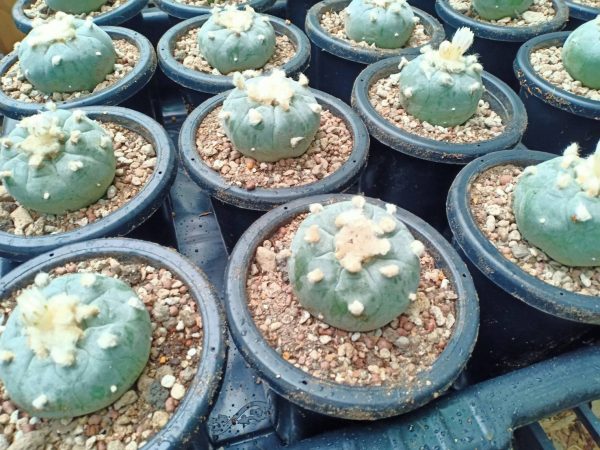 Lophophora Williamsii peyote cactus, buy lophophora williamsii usa, peyote cactus for sale legal usa, lophophora williamsii canada buy, peyote plant ornamental eu, peyote cactus shop uk, buy peyote cactus australia, lophophora williamsii germany, peyote cactus belgium, peyote cactus collector item, ethnobotanical cactus purchase, rare cactus peyote sale, peyote plant online store, lophophora williamsii authenticity, sustainable peyote sourcing, cultivated peyote cactus, ornamental peyote plant, peyote cactus legal status guide, peyote cactus history info, peyote cactus identification, lophophora williamsii care overview, peyote cactus conservation, peyote cactus ethical sourcing, peyote cactus educational resource, peyote cactus cultural significance, peyote cactus slow growing, peyote cactus pink flower, peyote cactus button form, peyote cactus desert plant, peyote cactus rarity, peyote cactus collector market, peyote cactus shipping compliance, peyote cactus import rules, peyote cactus export laws, peyote cactus regulated plant, peyote cactus research interest, peyote cactus taxonomy, peyote cactus botany info, peyote cactus ornamental value, peyote cactus display plant, peyote cactus sustainable cultivation, peyote cactus heritage plant, peyote cactus documentation, peyote cactus legal alternatives, peyote cactus cactus family, peyote cactus lophophora genus, peyote cactus desert ecology, peyote cactus arid adaptation, peyote cactus taproot, peyote cactus morphology, peyote cactus ethnobotany, peyote cactus history timeline, peyote cactus collectors europe, peyote cactus buyers canada, peyote cactus usa compliance, peyote cactus uk regulation, peyote cactus germany law, peyote cactus belgium law, peyote cactus australia law, peyote cactus research context, peyote cactus ornamental trends, peyote cactus market insights, peyote cactus authenticity check, peyote cactus cultivation legality, peyote cactus conservation status, peyote cactus slow growth rate, peyote cactus aesthetic appeal, peyote cactus botanical study, peyote cactus legal purchase guide, peyote cactus responsible sourcing, peyote cactus ethical trade, peyote cactus cultural respect, peyote cactus historical use, peyote cactus arid soil plant, peyote cactus climate adaptation, peyote cactus identification guide, peyote cactus legal overview 2026, peyote cactus cactus collectors, peyote cactus educational blog, peyote cactus ornamental collectors, peyote cactus museum display, peyote cactus academic interest, peyote cactus heritage conservation, peyote cactus rare species trade, peyote cactus desert flora, peyote cactus sustainable ethics, peyote cactus legal compliance shop, peyote cactus regulated markets, peyote cactus buyer responsibility, peyote cactus import export compliance, peyote cactus documentation required, peyote cactus ethnobotanical value, peyote cactus history research, peyote cactus cultural studies, peyote cactus desert cactus species, peyote cactus scientific interest, peyote cactus ornamental cactus market, peyote cactus collector legality, peyote cactus ethical marketplace, peyote cactus regulated plant sale, peyote cactus conservation awareness
