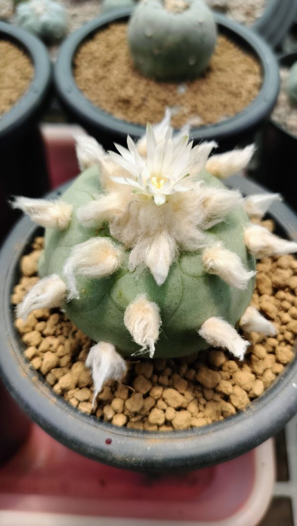 Lophophora Diffusa Peyote Cactus, buy lophophora diffusa usa, lophophora diffusa cactus for sale, peyote diffusa plant legal, lophophora diffusa canada buy, lophophora diffusa europe, peyote cactus diffusa uk, buy lophophora diffusa australia, lophophora diffusa germany, lophophora diffusa belgium, rare lophophora diffusa, ornamental peyote cactus diffusa, lophophora diffusa collector plant, peyote diffusa ethnobotanical, lophophora diffusa legal status, lophophora diffusa conservation, cultivated lophophora diffusa, peyote diffusa cactus shop, lophophora diffusa online store, lophophora diffusa authenticity, peyote diffusa cactus history, lophophora diffusa botanical info, lophophora diffusa identification, peyote diffusa ornamental cactus, lophophora diffusa slow growing, lophophora diffusa flower, lophophora diffusa pale green cactus, lophophora diffusa desert plant, peyote diffusa regulated plant, lophophora diffusa cactus market, lophophora diffusa shipping laws, peyote diffusa import rules, lophophora diffusa export compliance, lophophora diffusa cactus ethics, peyote diffusa cactus sustainability, lophophora diffusa research interest, peyote diffusa taxonomy, lophophora diffusa arid adaptation, peyote diffusa taproot cactus, lophophora diffusa morphology, peyote diffusa ethnobotany, lophophora diffusa collectors europe, peyote diffusa canada legality, peyote diffusa usa compliance, peyote diffusa uk regulation, peyote diffusa germany law, peyote diffusa belgium law, peyote diffusa australia law, lophophora diffusa educational use, peyote diffusa ornamental trends, lophophora diffusa rare species trade, peyote diffusa cactus conservation awareness, lophophora diffusa ethical sourcing, peyote diffusa cactus heritage, lophophora diffusa botanical study, peyote diffusa scientific interest, lophophora diffusa cactus display, peyote diffusa collector legality, lophophora diffusa cactus documentation, peyote diffusa responsible trade, lophophora diffusa desert ecology, peyote diffusa cactus buyers guide, lophophora diffusa cactus 2026