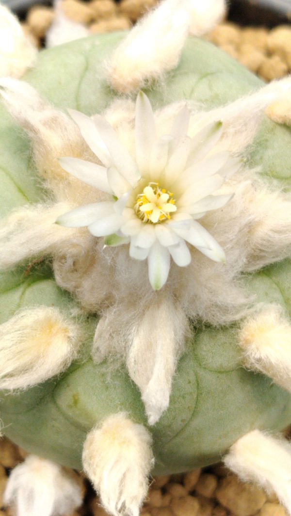 Lophophora Diffusa Peyote Cactus, buy lophophora diffusa usa, lophophora diffusa cactus for sale, peyote diffusa plant legal, lophophora diffusa canada buy, lophophora diffusa europe, peyote cactus diffusa uk, buy lophophora diffusa australia, lophophora diffusa germany, lophophora diffusa belgium, rare lophophora diffusa, ornamental peyote cactus diffusa, lophophora diffusa collector plant, peyote diffusa ethnobotanical, lophophora diffusa legal status, lophophora diffusa conservation, cultivated lophophora diffusa, peyote diffusa cactus shop, lophophora diffusa online store, lophophora diffusa authenticity, peyote diffusa cactus history, lophophora diffusa botanical info, lophophora diffusa identification, peyote diffusa ornamental cactus, lophophora diffusa slow growing, lophophora diffusa flower, lophophora diffusa pale green cactus, lophophora diffusa desert plant, peyote diffusa regulated plant, lophophora diffusa cactus market, lophophora diffusa shipping laws, peyote diffusa import rules, lophophora diffusa export compliance, lophophora diffusa cactus ethics, peyote diffusa cactus sustainability, lophophora diffusa research interest, peyote diffusa taxonomy, lophophora diffusa arid adaptation, peyote diffusa taproot cactus, lophophora diffusa morphology, peyote diffusa ethnobotany, lophophora diffusa collectors europe, peyote diffusa canada legality, peyote diffusa usa compliance, peyote diffusa uk regulation, peyote diffusa germany law, peyote diffusa belgium law, peyote diffusa australia law, lophophora diffusa educational use, peyote diffusa ornamental trends, lophophora diffusa rare species trade, peyote diffusa cactus conservation awareness, lophophora diffusa ethical sourcing, peyote diffusa cactus heritage, lophophora diffusa botanical study, peyote diffusa scientific interest, lophophora diffusa cactus display, peyote diffusa collector legality, lophophora diffusa cactus documentation, peyote diffusa responsible trade, lophophora diffusa desert ecology, peyote diffusa cactus buyers guide, lophophora diffusa cactus 2026