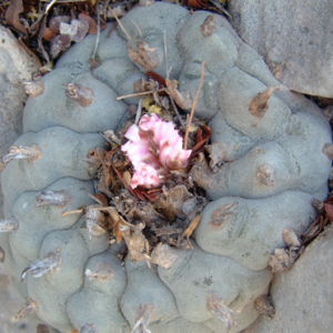 lophophora williamsii icamole, peyote icamole nuevo leon, lophophora williamsii nuevo leon variety, icamole peyote cactus, peyote cactus icamole locality, lophophora williamsii icamole collectors, peyote icamole ornamental cactus, lophophora icamole ethnobotanical, peyote cactus nuevo leon icamole, lophophora williamsii icamole legal status, peyote icamole cactus conservation, lophophora icamole cultivated peyote, peyote icamole cactus display, lophophora williamsii icamole identification, peyote icamole slow growing cactus, lophophora icamole blue green peyote, peyote icamole cactus ornamental value, lophophora icamole cactus usa collectors, peyote icamole europe legality, peyote icamole canada regulation, peyote icamole uk law, peyote icamole australia compliance, peyote icamole germany regulation, peyote icamole belgium law, lophophora icamole cactus research, peyote icamole botanical study, lophophora icamole cactus conservation ethics, peyote icamole cultivated lineage, lophophora icamole cactus sustainability, peyote icamole educational use, lophophora icamole cactus history, peyote icamole cactus market, lophophora icamole cactus collector guide, peyote icamole cactus legal overview, lophophora icamole cactus authenticity, peyote icamole cactus documentation, lophophora icamole cactus morphology, peyote icamole cactus arid adaptation, lophophora icamole cactus slow growth rate, peyote icamole cactus ornamental display, lophophora icamole cactus regulated plant, peyote icamole cactus preservation, lophophora icamole cactus ethical sourcing, peyote icamole cactus cultural context, lophophora icamole cactus desert plant, peyote icamole cactus long term growth, peyote icamole cactus collector legality, lophophora icamole cactus 2026