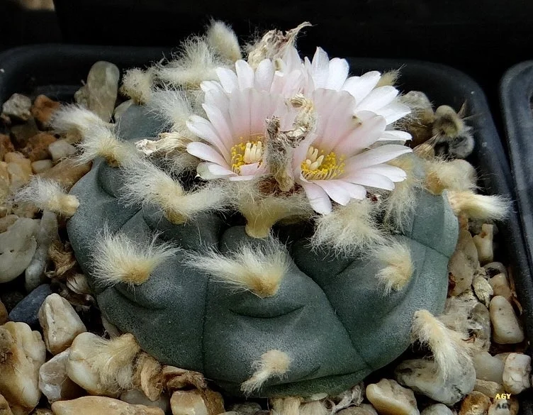 lophophora williamsii icamole, peyote icamole nuevo leon, lophophora williamsii nuevo leon variety, icamole peyote cactus, peyote cactus icamole locality, lophophora williamsii icamole collectors, peyote icamole ornamental cactus, lophophora icamole ethnobotanical, peyote cactus nuevo leon icamole, lophophora williamsii icamole legal status, peyote icamole cactus conservation, lophophora icamole cultivated peyote, peyote icamole cactus display, lophophora williamsii icamole identification, peyote icamole slow growing cactus, lophophora icamole blue green peyote, peyote icamole cactus ornamental value, lophophora icamole cactus usa collectors, peyote icamole europe legality, peyote icamole canada regulation, peyote icamole uk law, peyote icamole australia compliance, peyote icamole germany regulation, peyote icamole belgium law, lophophora icamole cactus research, peyote icamole botanical study, lophophora icamole cactus conservation ethics, peyote icamole cultivated lineage, lophophora icamole cactus sustainability, peyote icamole educational use, lophophora icamole cactus history, peyote icamole cactus market, lophophora icamole cactus collector guide, peyote icamole cactus legal overview, lophophora icamole cactus authenticity, peyote icamole cactus documentation, lophophora icamole cactus morphology, peyote icamole cactus arid adaptation, lophophora icamole cactus slow growth rate, peyote icamole cactus ornamental display, lophophora icamole cactus regulated plant, peyote icamole cactus preservation, lophophora icamole cactus ethical sourcing, peyote icamole cactus cultural context, lophophora icamole cactus desert plant, peyote icamole cactus long term growth, peyote icamole cactus collector legality, lophophora icamole cactus 2026