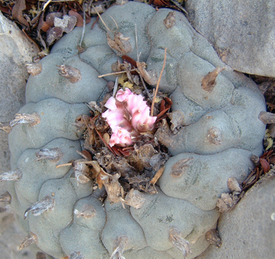 lophophora williamsii icamole, peyote icamole nuevo leon, lophophora williamsii nuevo leon variety, icamole peyote cactus, peyote cactus icamole locality, lophophora williamsii icamole collectors, peyote icamole ornamental cactus, lophophora icamole ethnobotanical, peyote cactus nuevo leon icamole, lophophora williamsii icamole legal status, peyote icamole cactus conservation, lophophora icamole cultivated peyote, peyote icamole cactus display, lophophora williamsii icamole identification, peyote icamole slow growing cactus, lophophora icamole blue green peyote, peyote icamole cactus ornamental value, lophophora icamole cactus usa collectors, peyote icamole europe legality, peyote icamole canada regulation, peyote icamole uk law, peyote icamole australia compliance, peyote icamole germany regulation, peyote icamole belgium law, lophophora icamole cactus research, peyote icamole botanical study, lophophora icamole cactus conservation ethics, peyote icamole cultivated lineage, lophophora icamole cactus sustainability, peyote icamole educational use, lophophora icamole cactus history, peyote icamole cactus market, lophophora icamole cactus collector guide, peyote icamole cactus legal overview, lophophora icamole cactus authenticity, peyote icamole cactus documentation, lophophora icamole cactus morphology, peyote icamole cactus arid adaptation, lophophora icamole cactus slow growth rate, peyote icamole cactus ornamental display, lophophora icamole cactus regulated plant, peyote icamole cactus preservation, lophophora icamole cactus ethical sourcing, peyote icamole cactus cultural context, lophophora icamole cactus desert plant, peyote icamole cactus long term growth, peyote icamole cactus collector legality, lophophora icamole cactus 2026