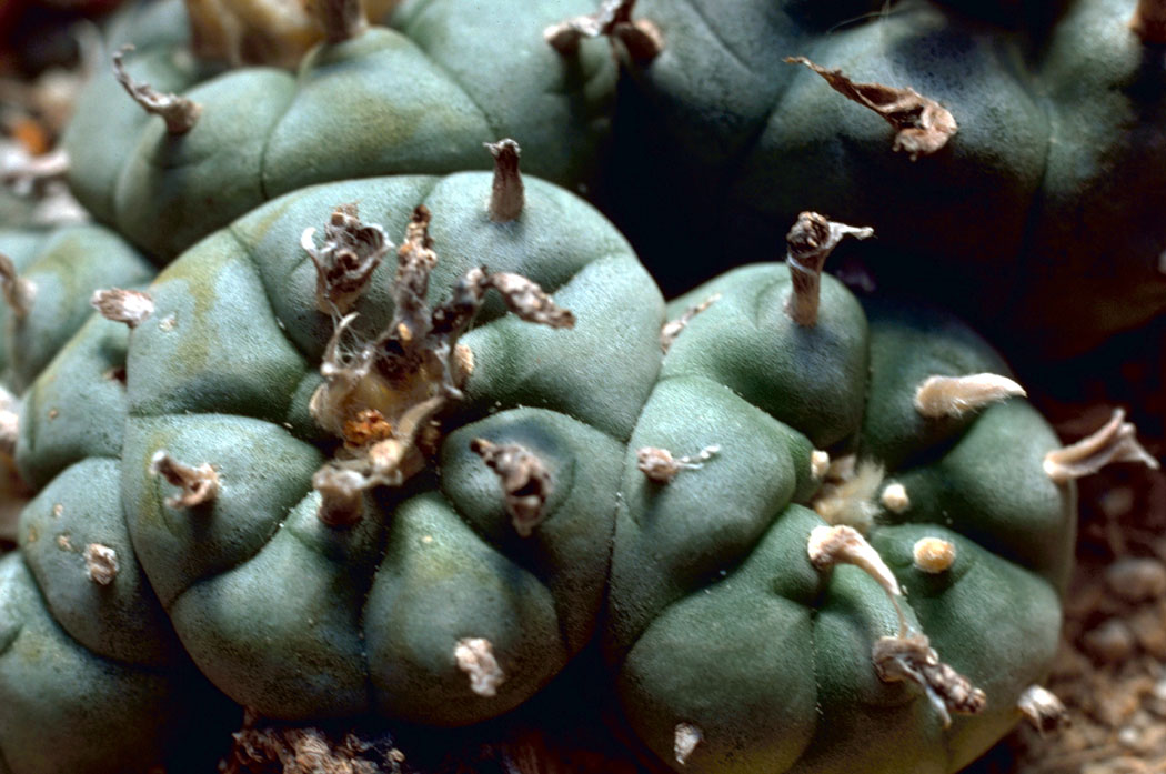 lophophora williamsii icamole, peyote icamole nuevo leon, lophophora williamsii nuevo leon variety, icamole peyote cactus, peyote cactus icamole locality, lophophora williamsii icamole collectors, peyote icamole ornamental cactus, lophophora icamole ethnobotanical, peyote cactus nuevo leon icamole, lophophora williamsii icamole legal status, peyote icamole cactus conservation, lophophora icamole cultivated peyote, peyote icamole cactus display, lophophora williamsii icamole identification, peyote icamole slow growing cactus, lophophora icamole blue green peyote, peyote icamole cactus ornamental value, lophophora icamole cactus usa collectors, peyote icamole europe legality, peyote icamole canada regulation, peyote icamole uk law, peyote icamole australia compliance, peyote icamole germany regulation, peyote icamole belgium law, lophophora icamole cactus research, peyote icamole botanical study, lophophora icamole cactus conservation ethics, peyote icamole cultivated lineage, lophophora icamole cactus sustainability, peyote icamole educational use, lophophora icamole cactus history, peyote icamole cactus market, lophophora icamole cactus collector guide, peyote icamole cactus legal overview, lophophora icamole cactus authenticity, peyote icamole cactus documentation, lophophora icamole cactus morphology, peyote icamole cactus arid adaptation, lophophora icamole cactus slow growth rate, peyote icamole cactus ornamental display, lophophora icamole cactus regulated plant, peyote icamole cactus preservation, lophophora icamole cactus ethical sourcing, peyote icamole cactus cultural context, lophophora icamole cactus desert plant, peyote icamole cactus long term growth, peyote icamole cactus collector legality, lophophora icamole cactus 2026