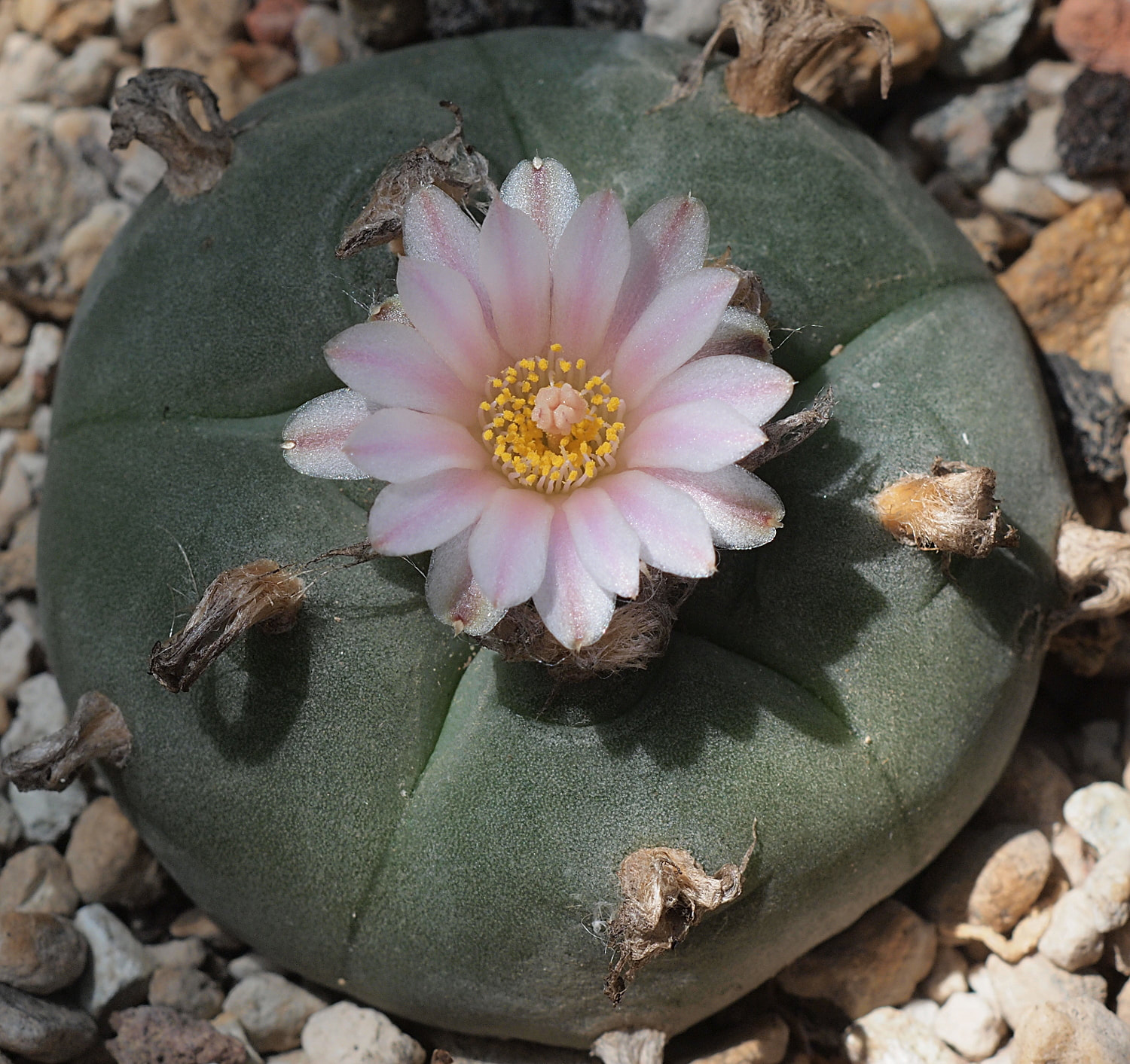 lophophora williamsii peyote seeds, Buy Lophophora Williamsii Peyote Seeds Online, peyote cactus seeds for collectors, peyote seeds ethnobotanical, lophophora seeds ornamental, peyote seeds legal status usa, peyote seeds canada regulation, peyote seeds europe law, peyote seeds uk compliance, peyote seeds australia regulation, peyote seeds germany law, peyote seeds belgium law, peyote seeds conservation, lophophora williamsii seeds authenticity, peyote seeds research use, peyote seeds educational study, peyote seeds slow growing cactus, peyote seeds desert plant study, peyote seeds cactus genetics, peyote seeds botanical interest, peyote seeds ethnobotany, peyote seeds sustainability focus, peyote seeds ex situ conservation, peyote seeds habitat preservation, peyote seeds cactus life cycle, peyote seeds rare cactus, peyote seeds cactus family, peyote seeds identification guide, peyote seeds collector market, peyote seeds scientific interest, peyote seeds heritage plant, peyote seeds ethical sourcing, peyote seeds legal overview 2026, peyote seeds regulated plant, peyote seeds controlled species, peyote seeds cactus research, peyote seeds desert ecology, peyote seeds botanical education, peyote seeds cactus study material, peyote seeds ethnobotanical research, peyote seeds conservation ethics, peyote seeds cactus diversity, peyote seeds long term growth, peyote seeds climate adaptation, peyote seeds arid plant study, peyote seeds sustainability education, peyote seeds regulated trade, peyote seeds collector legality, peyote seeds preservation awareness, peyote seeds cactus science, peyote seeds ornamental cactus study, peyote seeds slow germination, peyote seeds cultural history, peyote seeds future conservation, peyote seeds botanical heritage