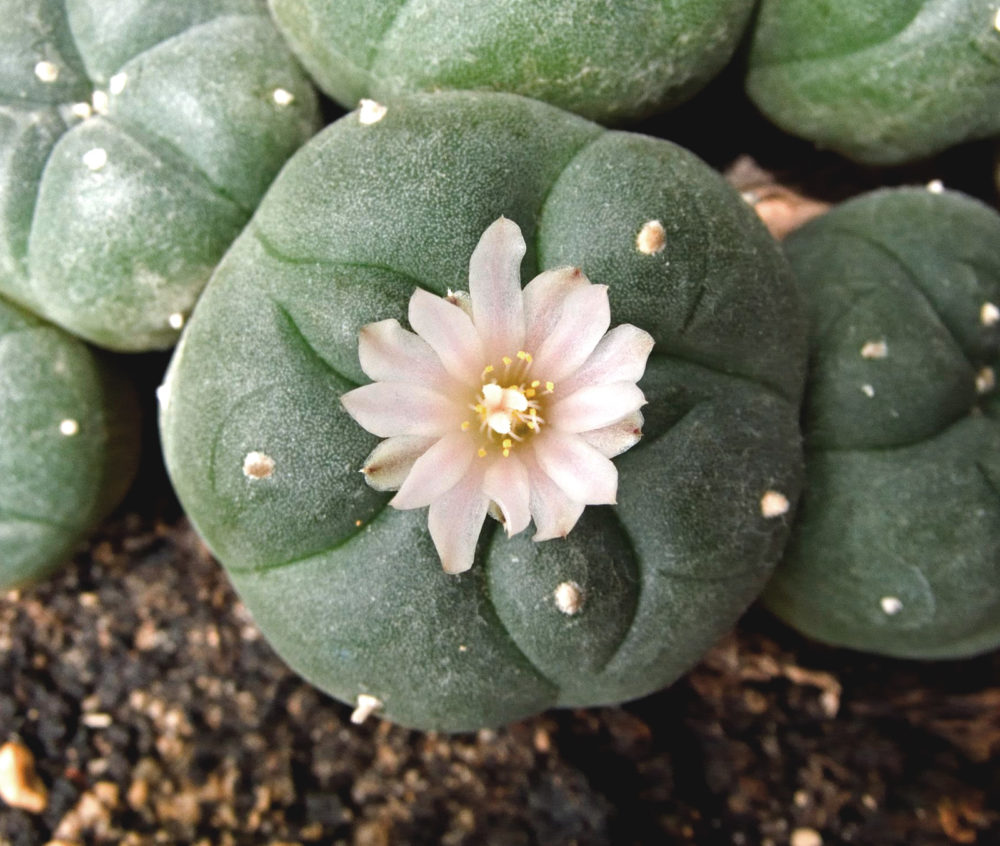 lophophora williamsii peyote seeds, Buy Lophophora Williamsii Peyote Seeds Online, peyote cactus seeds for collectors, peyote seeds ethnobotanical, lophophora seeds ornamental, peyote seeds legal status usa, peyote seeds canada regulation, peyote seeds europe law, peyote seeds uk compliance, peyote seeds australia regulation, peyote seeds germany law, peyote seeds belgium law, peyote seeds conservation, lophophora williamsii seeds authenticity, peyote seeds research use, peyote seeds educational study, peyote seeds slow growing cactus, peyote seeds desert plant study, peyote seeds cactus genetics, peyote seeds botanical interest, peyote seeds ethnobotany, peyote seeds sustainability focus, peyote seeds ex situ conservation, peyote seeds habitat preservation, peyote seeds cactus life cycle, peyote seeds rare cactus, peyote seeds cactus family, peyote seeds identification guide, peyote seeds collector market, peyote seeds scientific interest, peyote seeds heritage plant, peyote seeds ethical sourcing, peyote seeds legal overview 2026, peyote seeds regulated plant, peyote seeds controlled species, peyote seeds cactus research, peyote seeds desert ecology, peyote seeds botanical education, peyote seeds cactus study material, peyote seeds ethnobotanical research, peyote seeds conservation ethics, peyote seeds cactus diversity, peyote seeds long term growth, peyote seeds climate adaptation, peyote seeds arid plant study, peyote seeds sustainability education, peyote seeds regulated trade, peyote seeds collector legality, peyote seeds preservation awareness, peyote seeds cactus science, peyote seeds ornamental cactus study, peyote seeds slow germination, peyote seeds cultural history, peyote seeds future conservation, peyote seeds botanical heritage